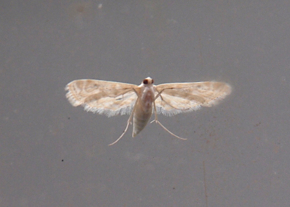 [This moth has two large dark brown eyes, but the rest of the moth is white and light beige. The legs are thin and white. The wings do have a splotchy pattern visible on them which is the beige portion on the white. The wings are fully extended and the complete underside of the moth is visible through the window glass.]